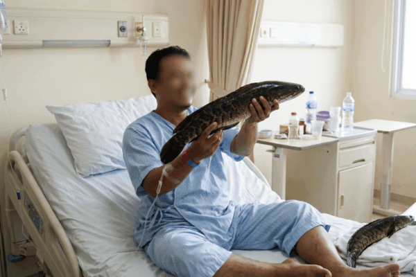 Manfaat Albumin Ikan Gabus dan Gamat Emas untuk Mempercepat Pengeringan Bekas Jahitan Operasi