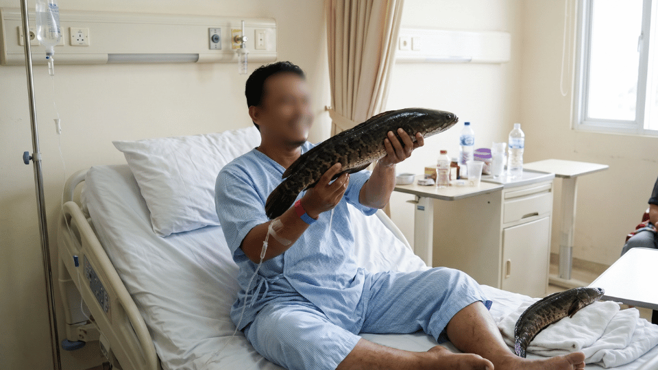 Manfaat Albumin Ikan Gabus dan Gamat Emas untuk Mempercepat Pengeringan Bekas Jahitan Operasi